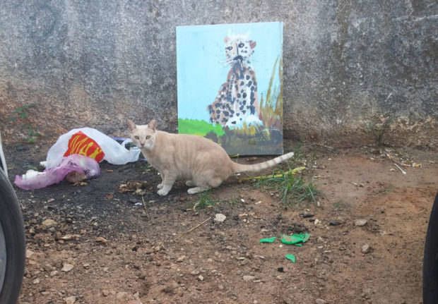 cat-in-parking-lot-2